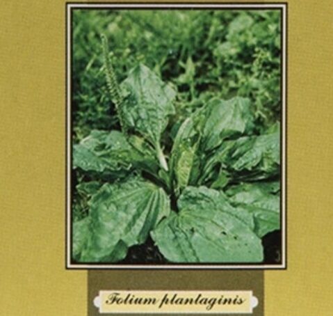 Чай из подорожника