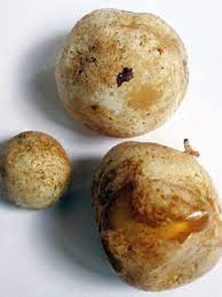 Zemestauku krēms - kosmētiskais līdzeklis (Phallus impudicus) 30g